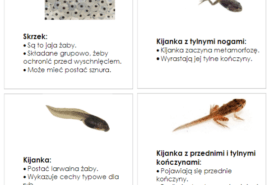 Zabezpieczone: Dzień 14