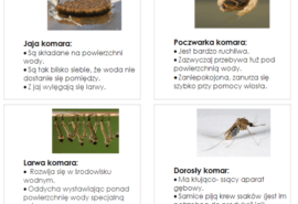 Zabezpieczone: Dzień 13