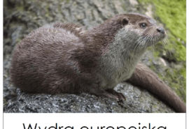 Zabezpieczone: Dzień 30